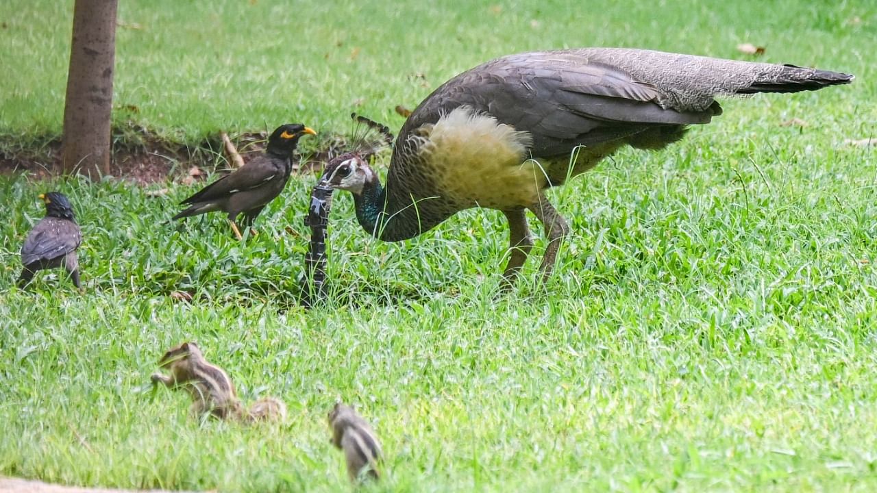 <div class="paragraphs"><p>Peacock (Peafowl)Indian national bird came to eat food and drink water on summer day at Ravindra Kalakshetra in Bengaluru.</p></div>