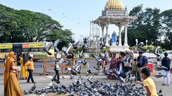 <div class="paragraphs"><p>Pigeons fed with grains at the North gate of Mysuru Palace on Sunday. </p></div>