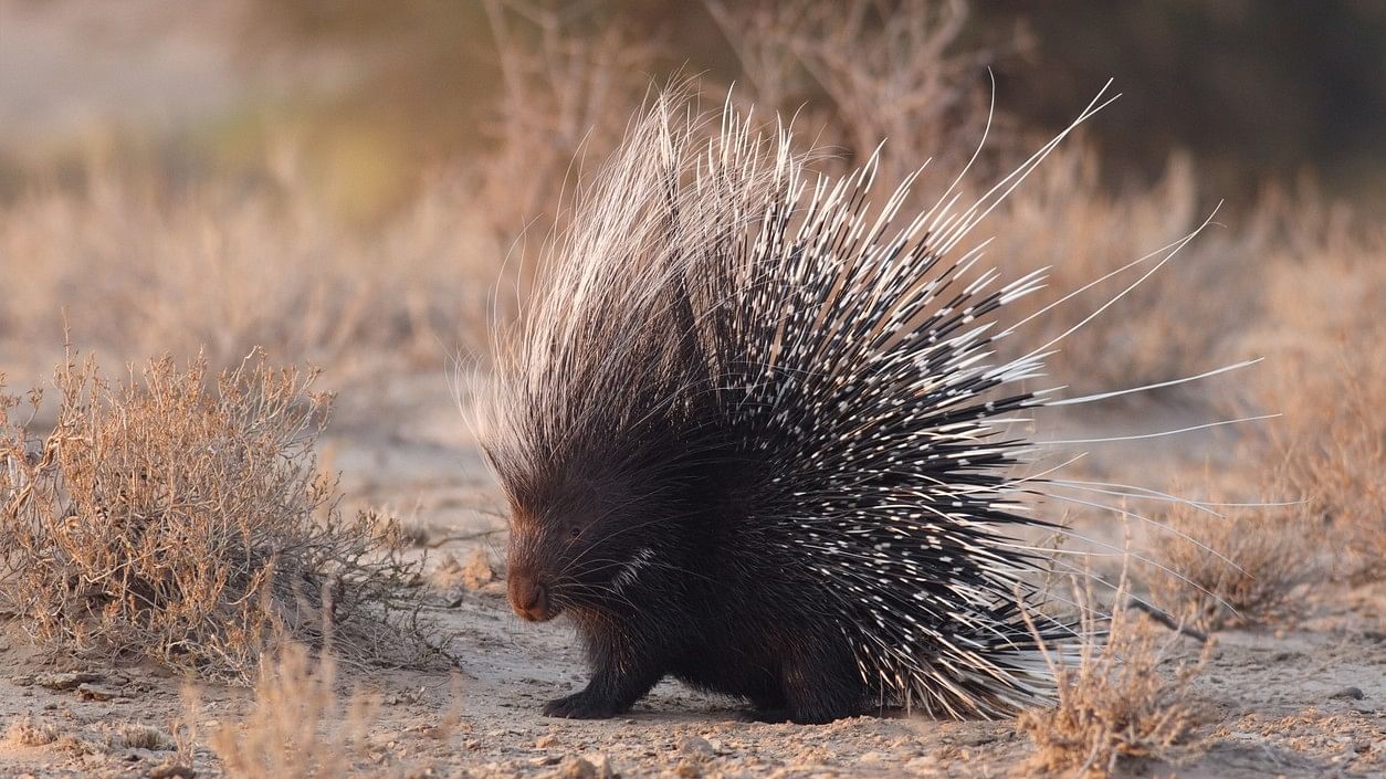 <div class="paragraphs"><p>African brush-tailed porcupine with raised quills. (Image for representation)</p></div>