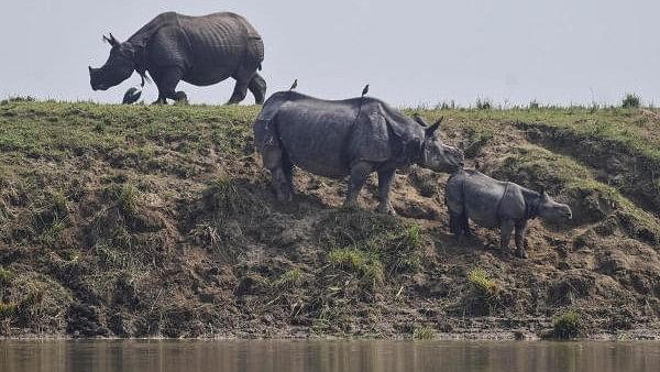 <div class="paragraphs"><p>One-horned rhinos take shelter at a highland at the Kaziranga National Park in Nagaon district. Assam. </p></div>