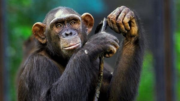 <div class="paragraphs"><p>Representative image of a chimpanzee.</p></div>