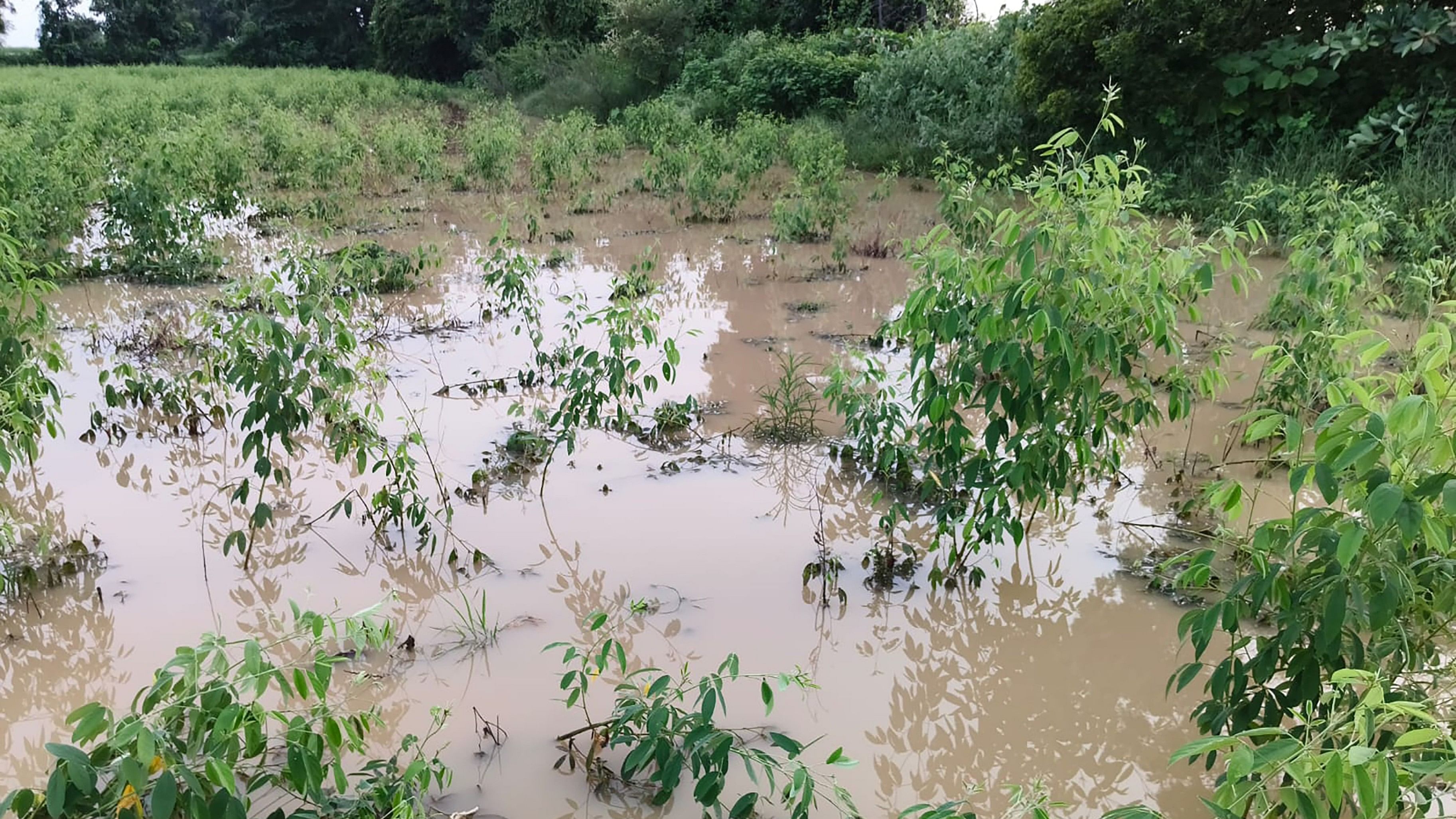 Tur crop damaged in Motakpalli village in Sedam taluk of Kalaburagi district.