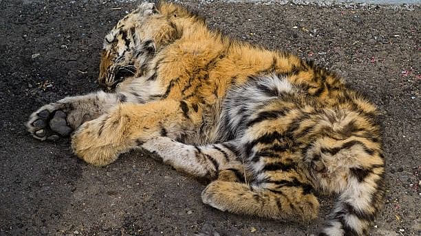 <div class="paragraphs"><p>Image showing a dead tiger. (For representation)</p></div>