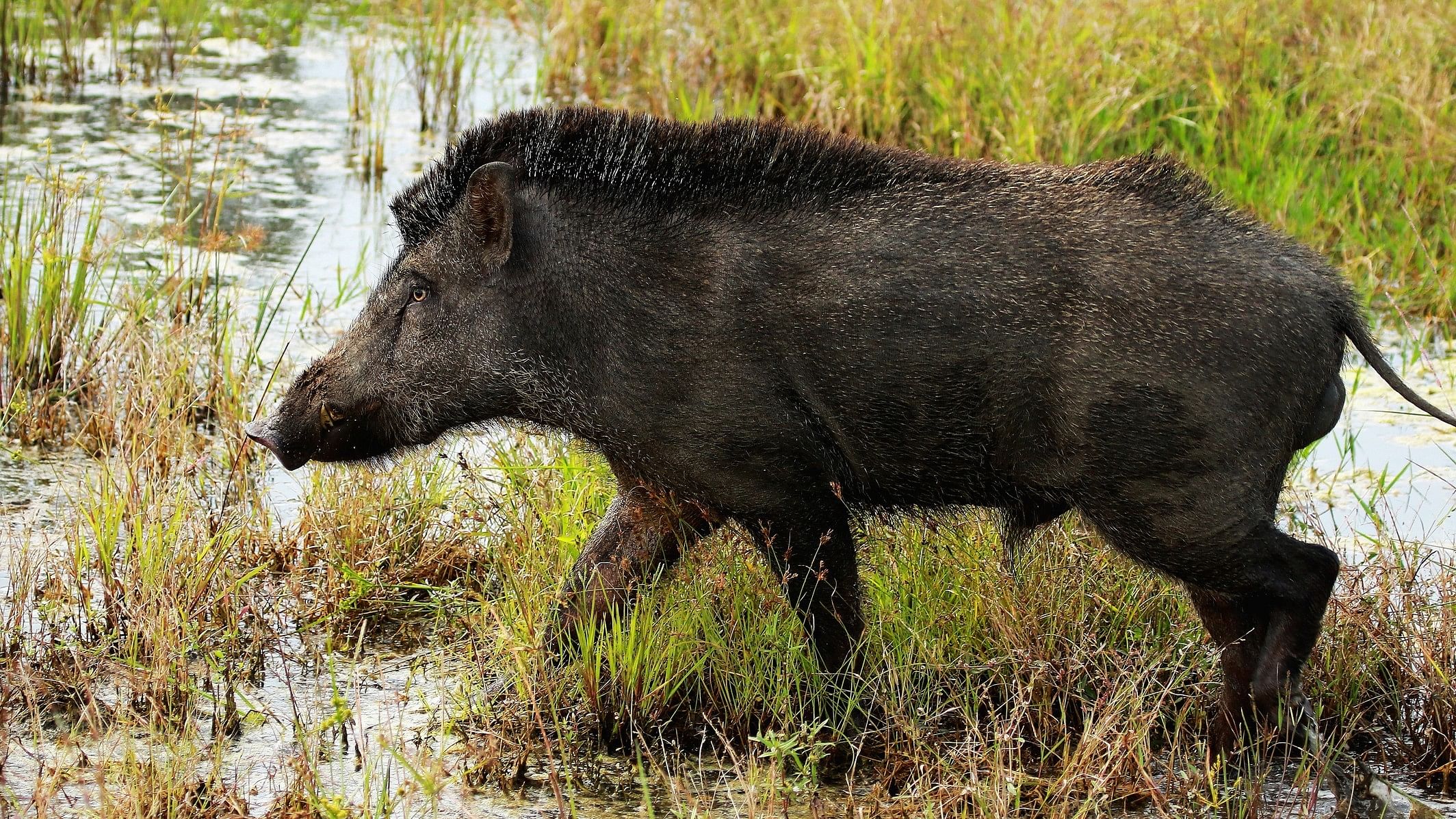 <div class="paragraphs"><p>An image of a wild boar.</p></div>