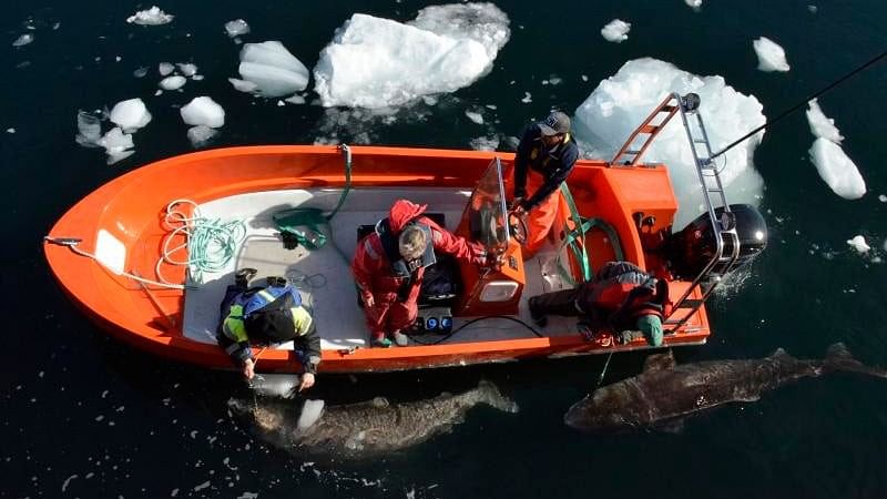 <div class="paragraphs"><p>Scientists during DNA sample taking process in the Arctic region.&nbsp;</p></div>