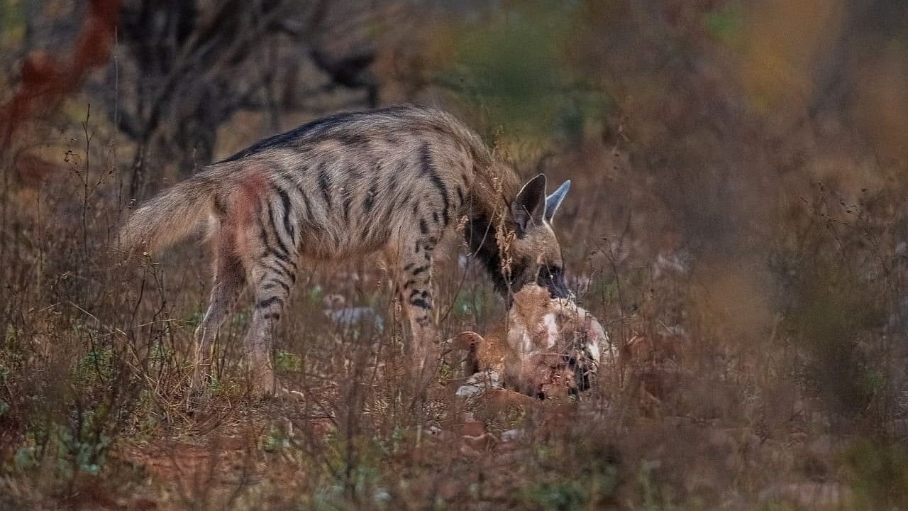 <div class="paragraphs"><p>A file photo of hyena feeding on a carcass near Hubballi. </p></div>