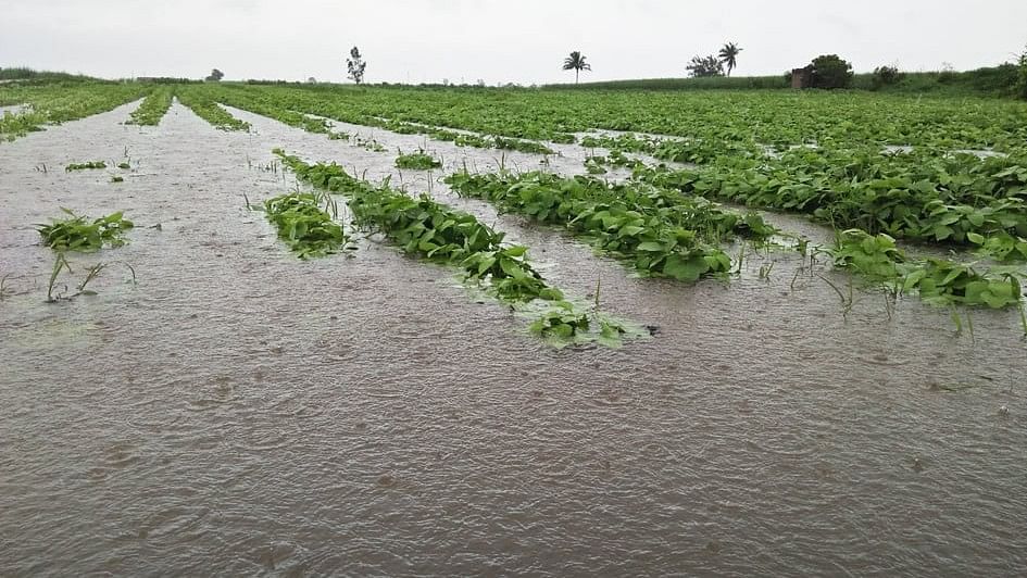 <div class="paragraphs"><p>The revenue department, according to the preliminary field survey, has estimated that standing agriculture crops on nearly 1.06 lakh hectares of land and horticulture crops on 7,552.38 hectares have been damaged due to excess rainfall and floods. </p></div>