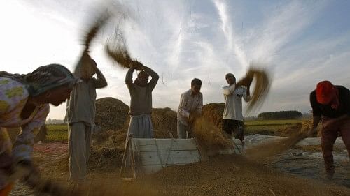 <div class="paragraphs"><p>The foodgrains basket comprises rice, wheat, coarse cereals, millets and pulses.</p></div>