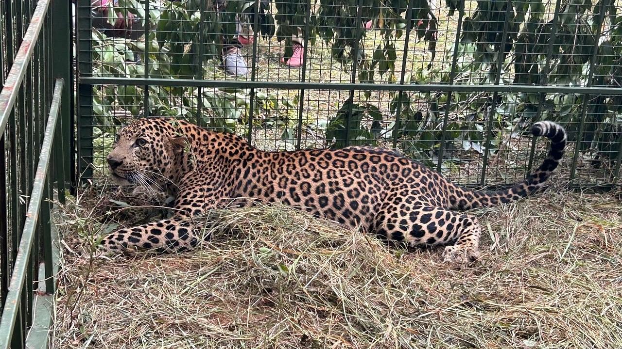 <div class="paragraphs"><p>The leopard&nbsp;— estimated to be between five and six years old —&nbsp;was lured into a 'Tumkur cage', using a goat and two chickens as bait, according to forest officials.</p></div>