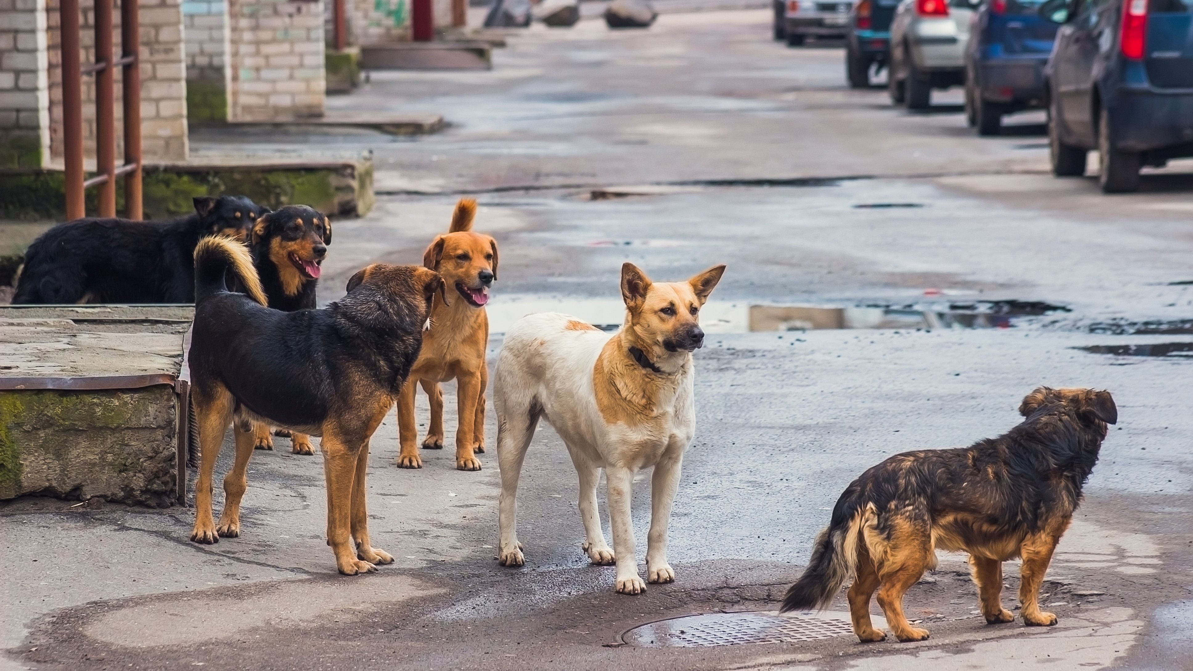 The campaign aims to educate the public on rabies prevention and responsible interaction with stray dogs. 