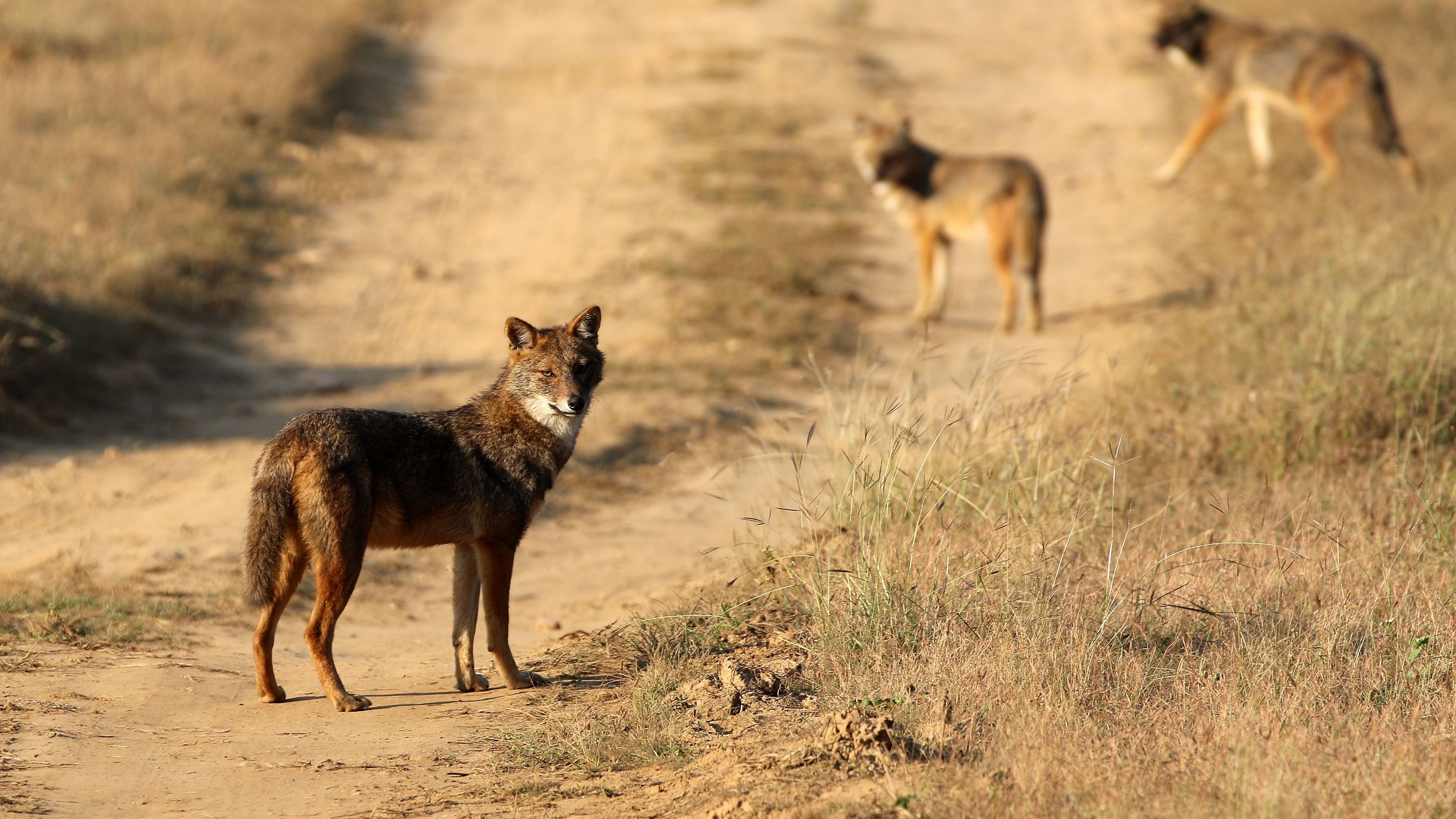 <div class="paragraphs"><p>'We have treated at least 21 patients—mostly elders—who were attacked by jackals. All have been discharged and their condition is stable,' said Narayan Swain, medical officer at CHC Polasara.</p></div>