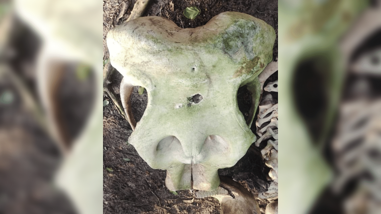 <div class="paragraphs"><p>Skull of the elephant found in the backwaters of Bhadra sanctuary.</p></div>