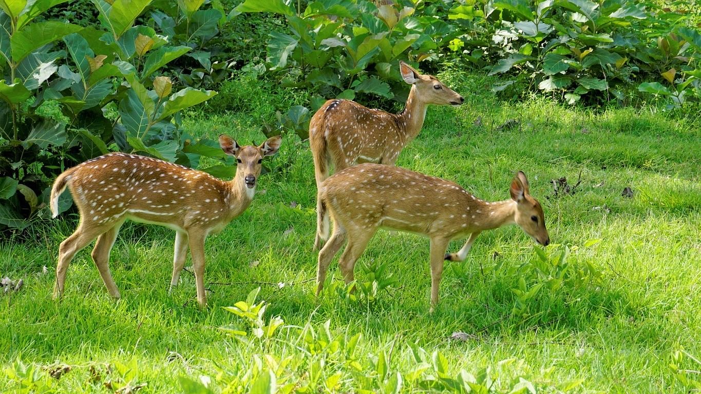 <div class="paragraphs"><p>A herd of chital or spotted deer </p></div>