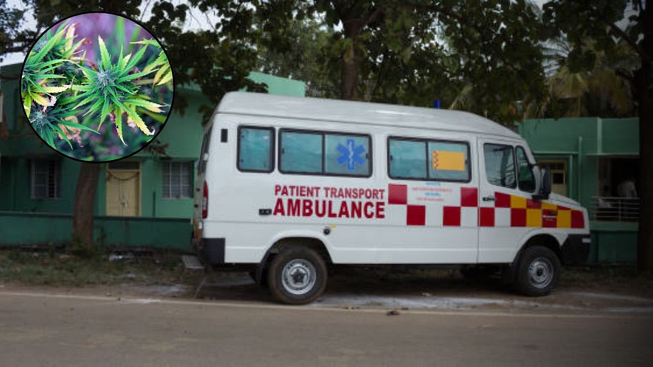 <div class="paragraphs"><p>Image of an ambulance; image of cannabis leaves (in inset). (For representation)</p></div>