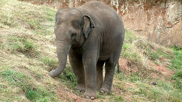 <div class="paragraphs"><p>An elephant. (Image for representation)</p></div>