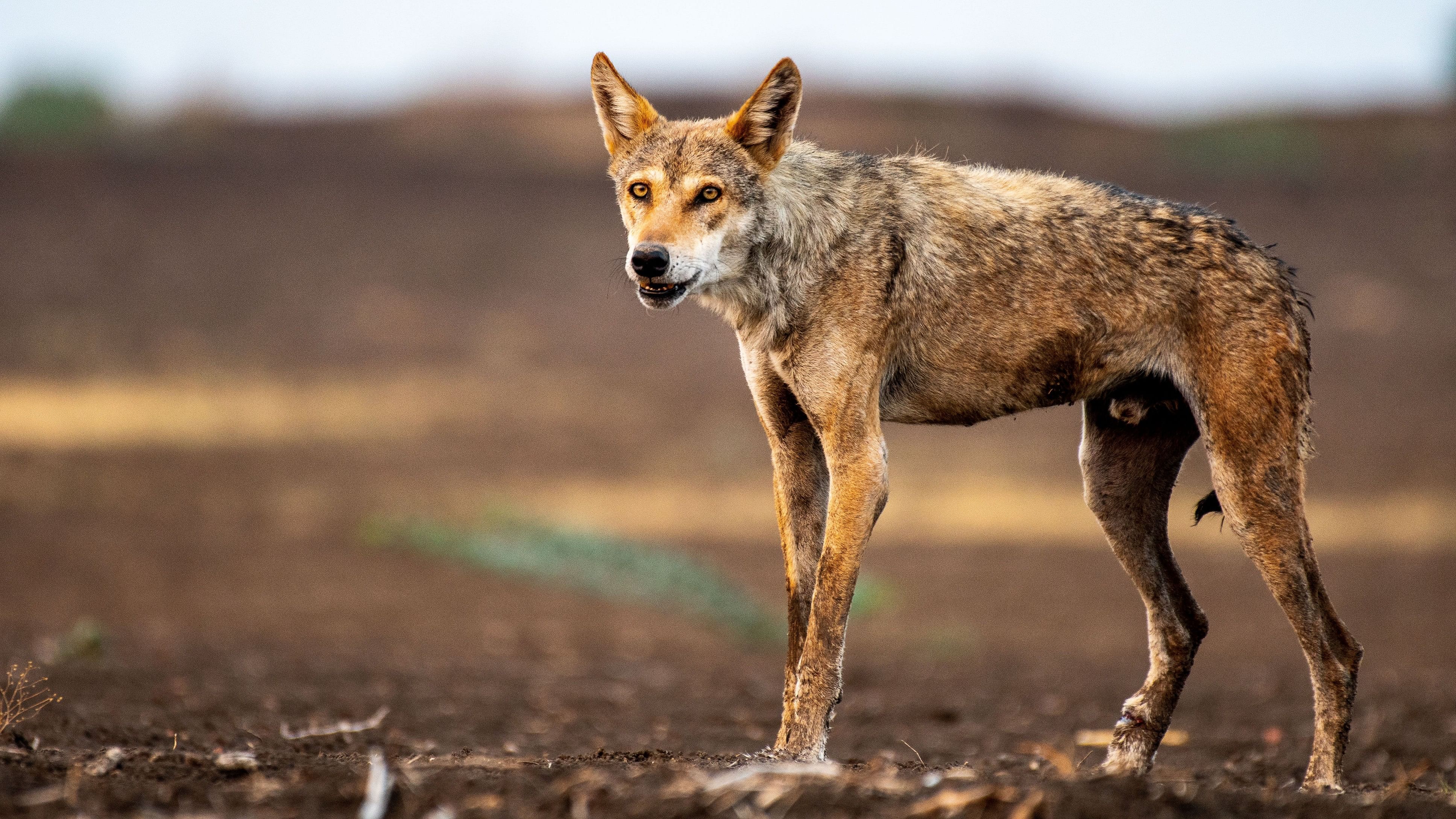 <div class="paragraphs"><p>Research on grassland species is sparse, impacting policies on conservation. In pics, striped hyenas, an Indian wolf and mongooses, found in various regions of Karnataka. DH Photos/Fakruddin H and Pavan Kumar H</p></div>