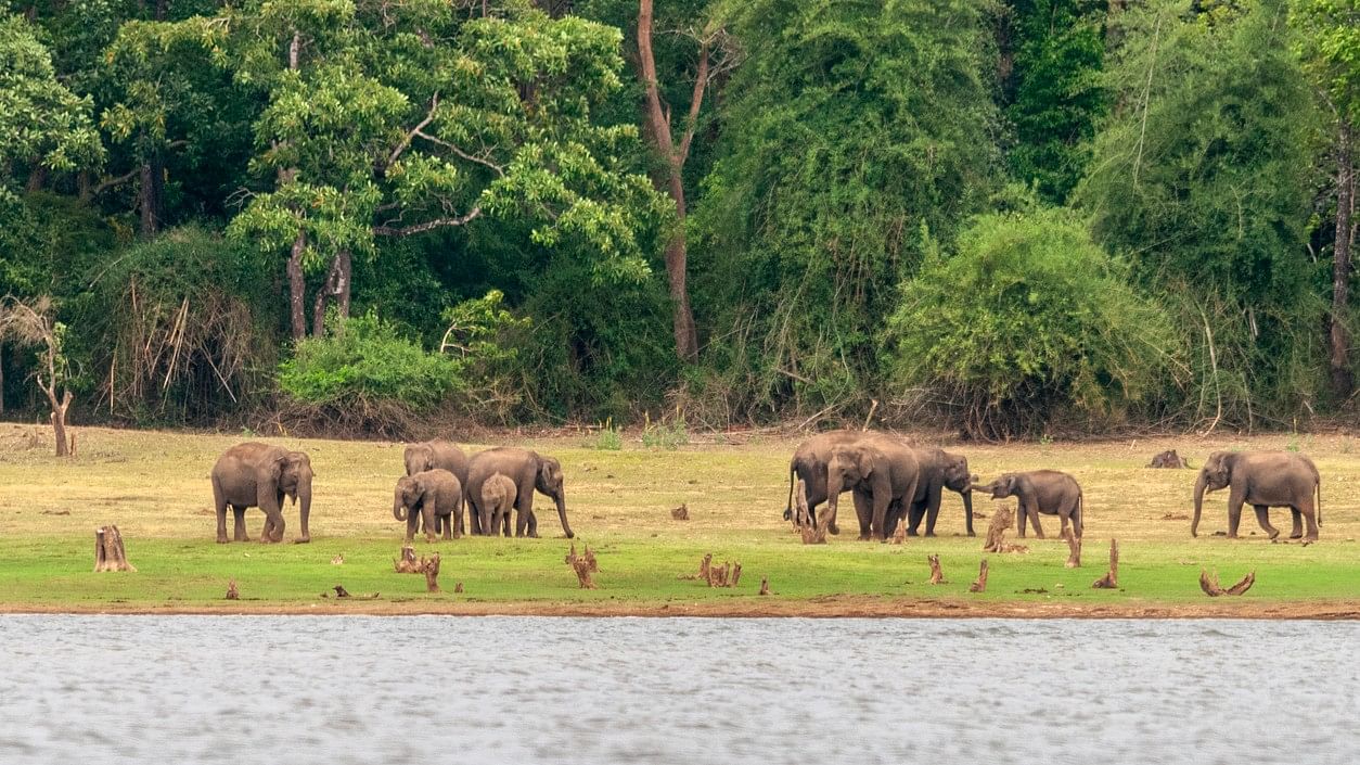 <div class="paragraphs"><p>Elephants on the banks of Kabini river, Nagarhole, Karnataka.</p></div>