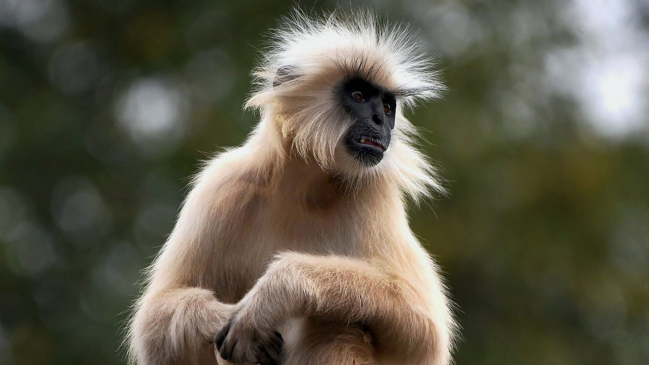 <div class="paragraphs"><p>A Golden Langur sits atop a tree</p></div>