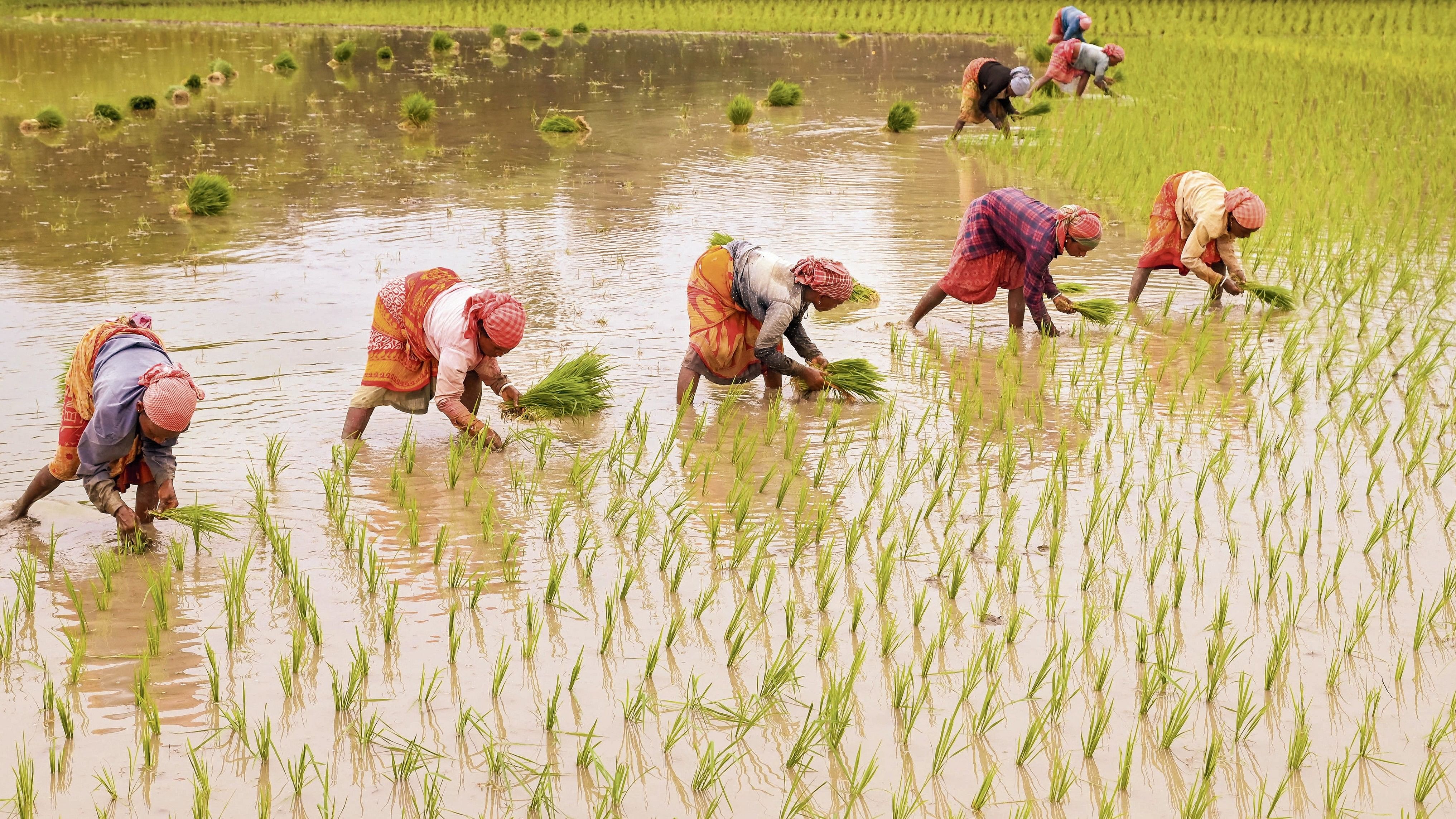 <div class="paragraphs"><p>Nadia: Farm workers plant paddy saplings at a field during monsoon.</p></div>