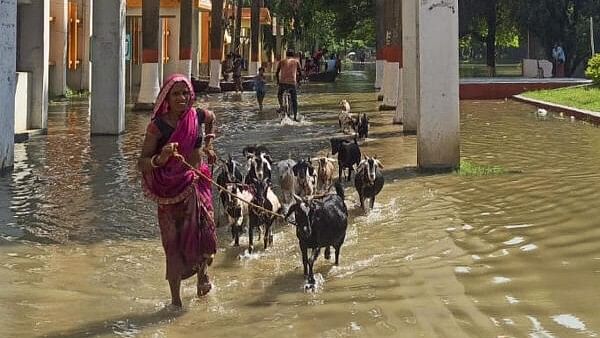 <div class="paragraphs"><p>A woman takes her cattle through a flooded area after a rise in the level of River Ganga following heavy rainfall, in Bhagalpur district of Bihar</p></div>