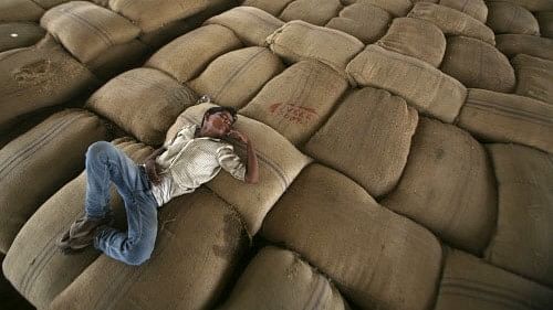 <div class="paragraphs"><p>A workers takes a nap on grain bags at a granary. Representative image.</p></div>