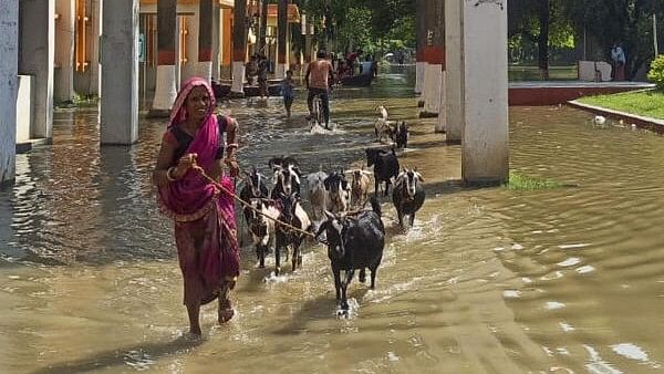 <div class="paragraphs"><p>A woman takes her cattle through a flooded area after a rise in the level of River Ganga following heavy rainfall, in Bhagalpur district of Bihar.</p></div>