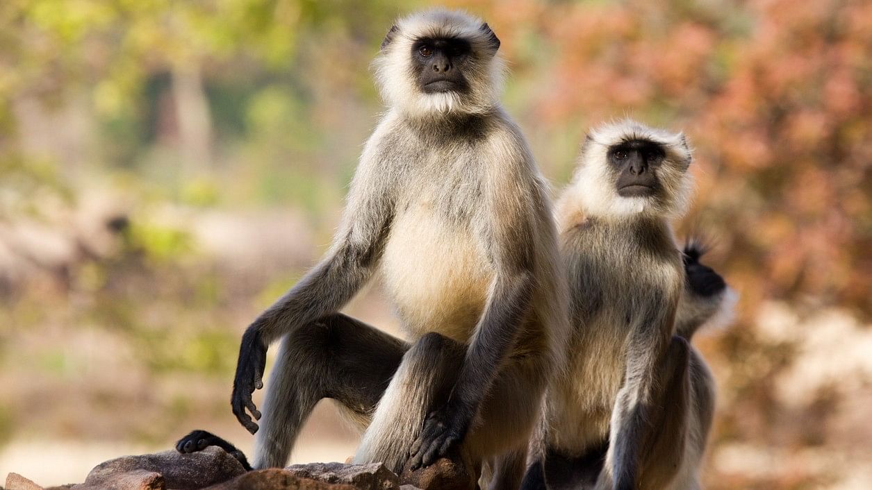 <div class="paragraphs"><p>Representative image showing gray langurs</p></div>