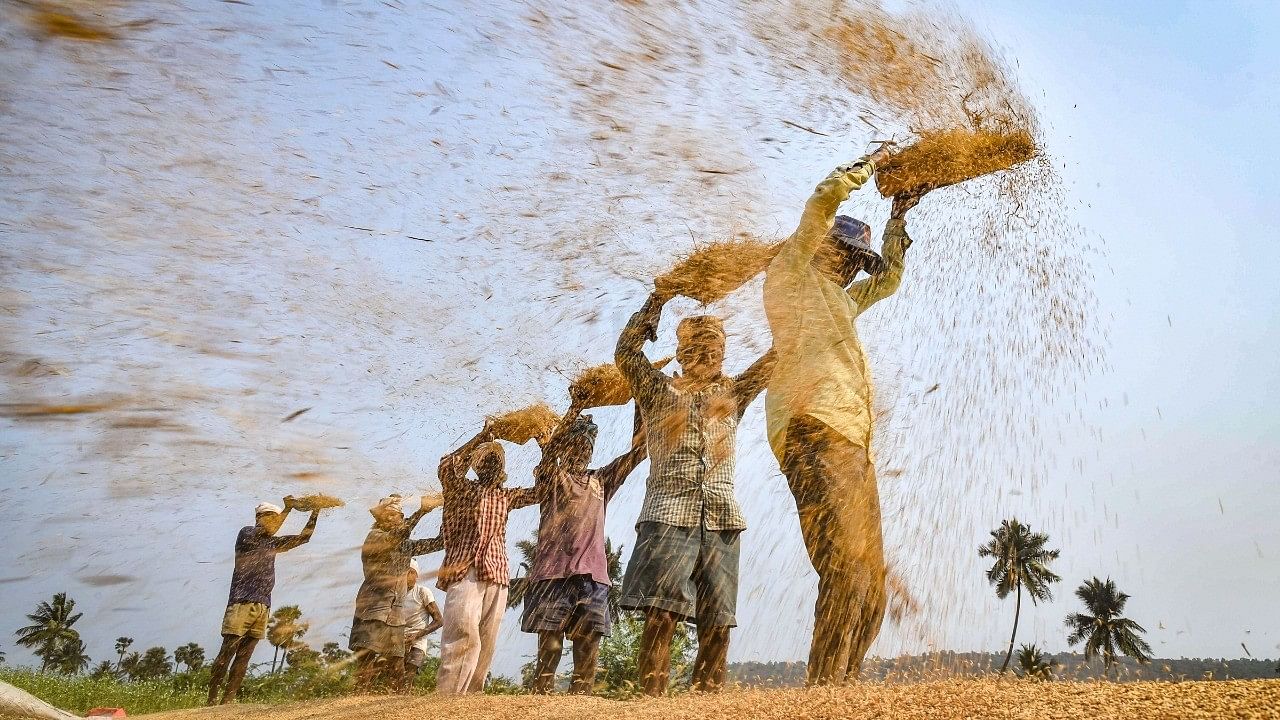 <div class="paragraphs"><p>Farmers winnow rice grains at a field. </p></div>