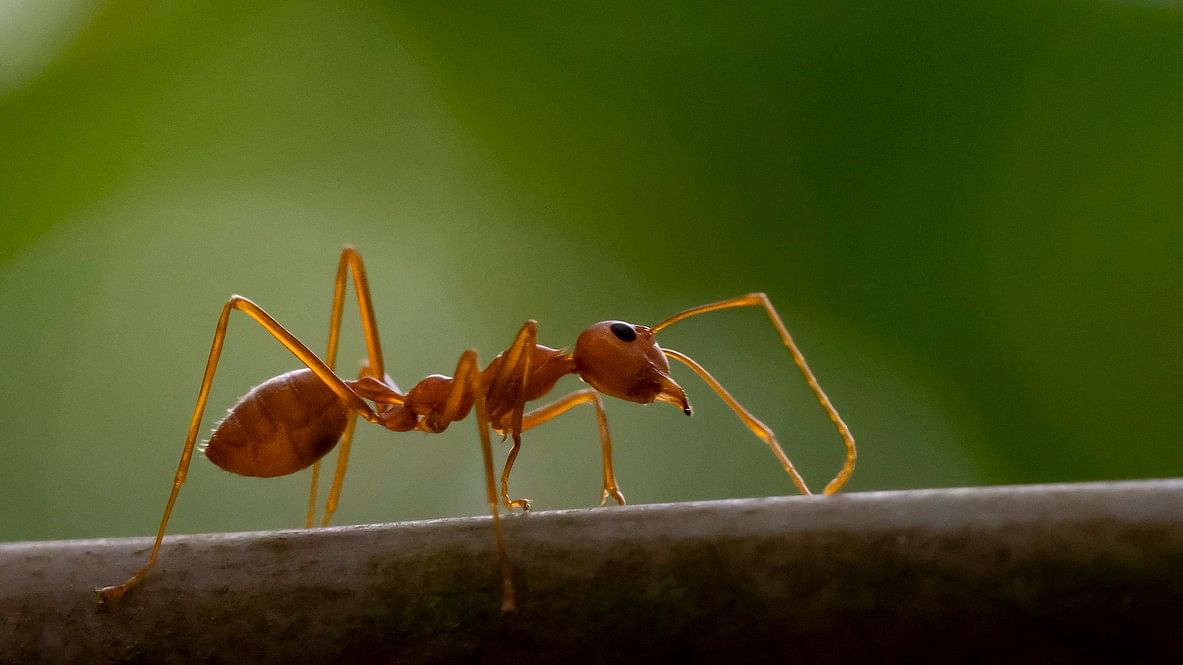 <div class="paragraphs"><p>Representative image of an ant</p></div>