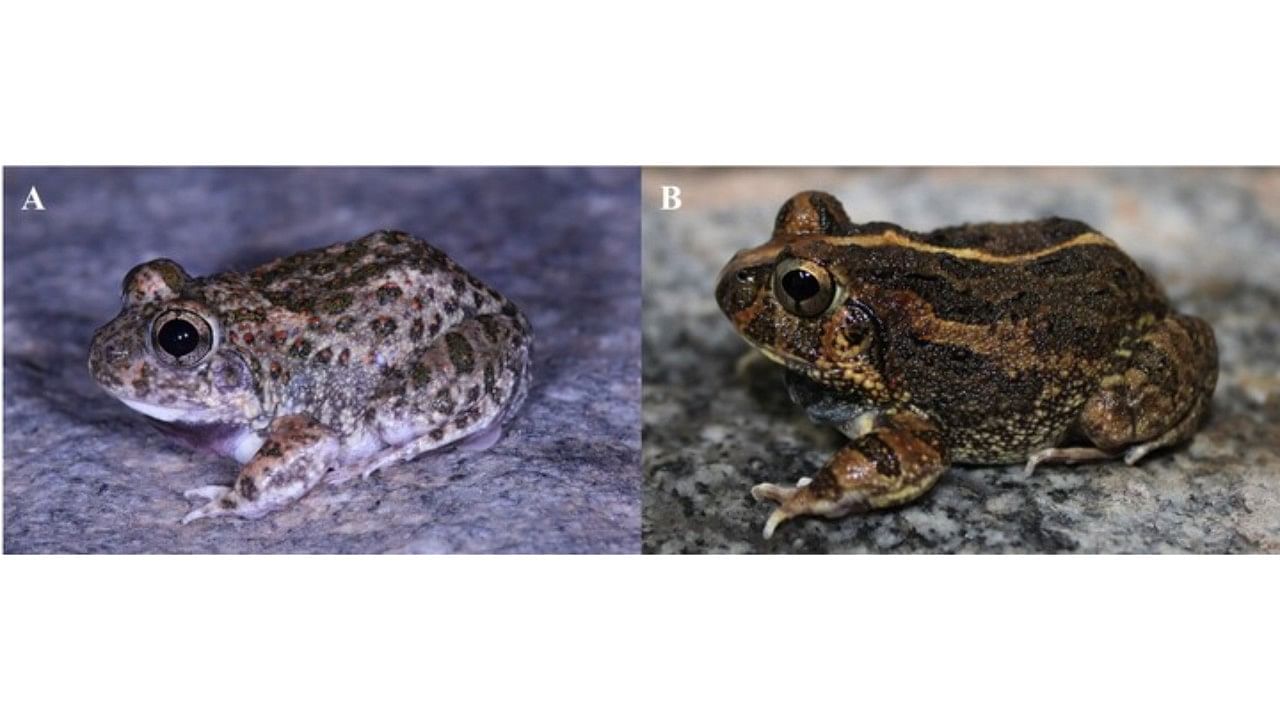 <div class="paragraphs"><p>Sphaerotheca varshaabhu and Sphaerotheca Bengaluru are the two newly discovered frog species from the dry zone regions of Karnataka.</p></div>