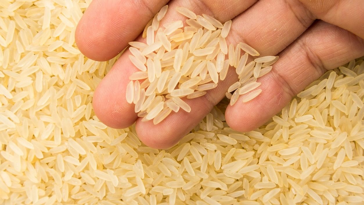 <div class="paragraphs"><p>Representative image showing parboiled rice.</p></div>