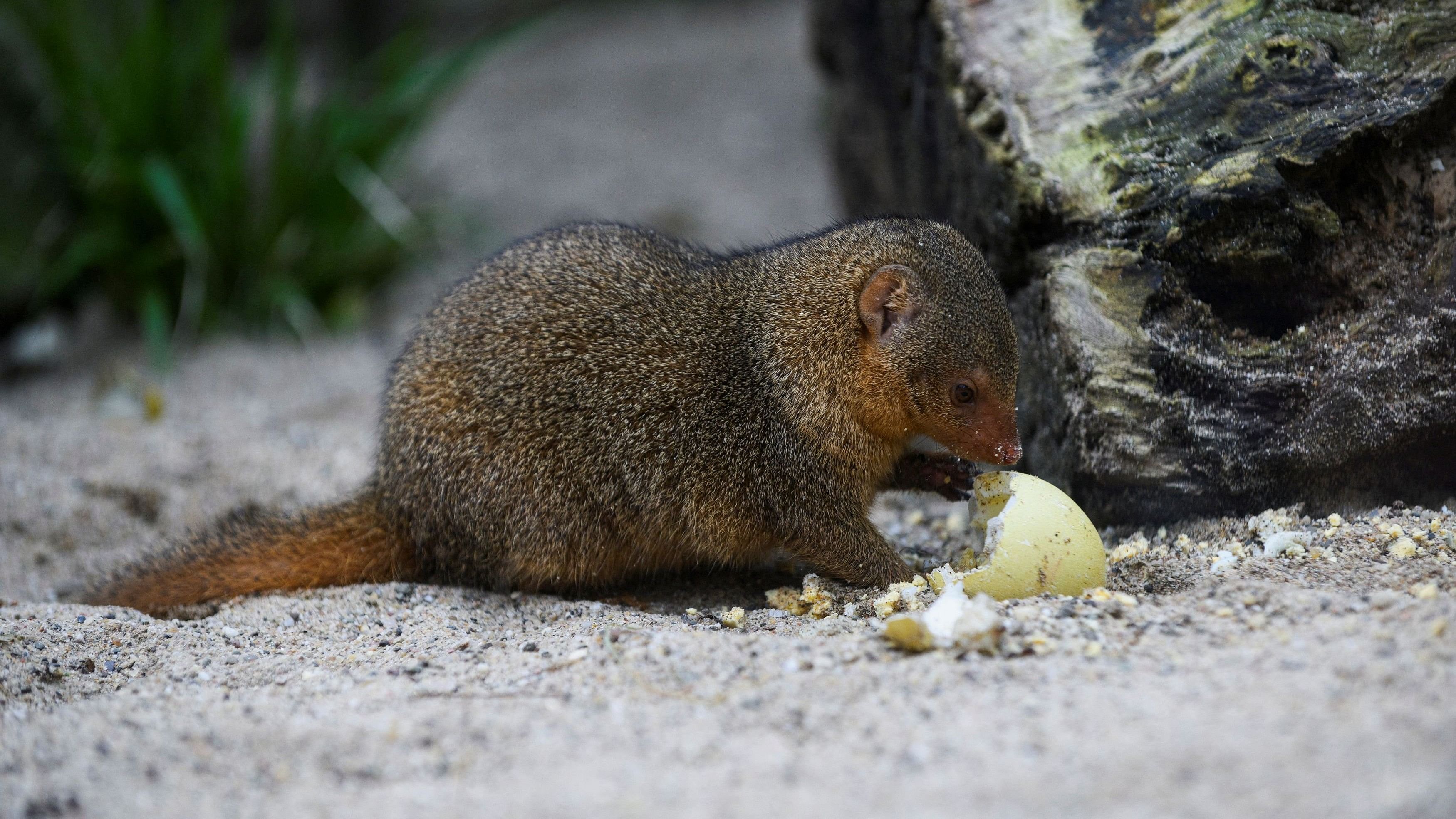 <div class="paragraphs"><p>Representative image of mongoose eating an egg.</p></div>