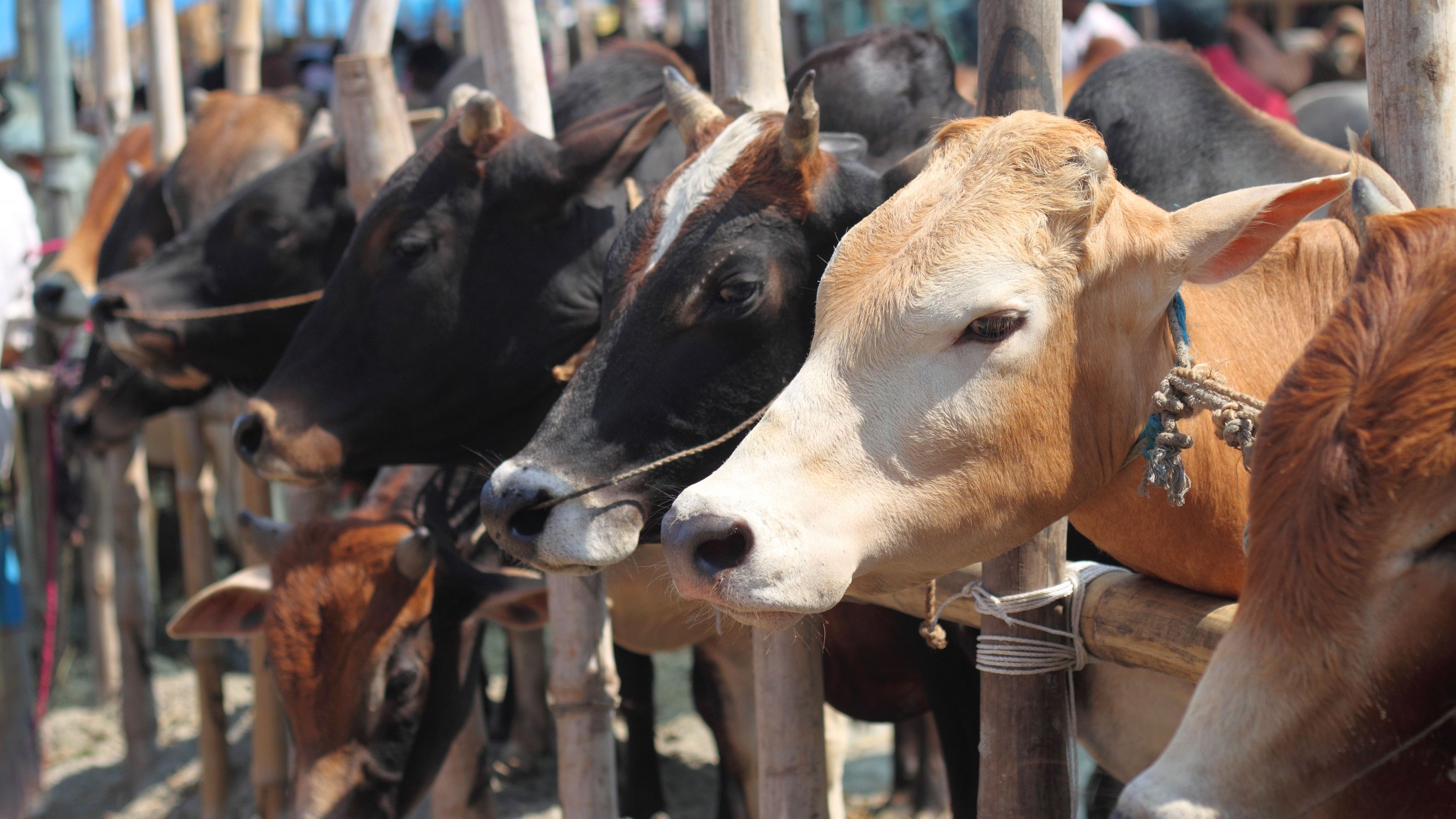 <div class="paragraphs"><p>Representative image showing cows</p></div>