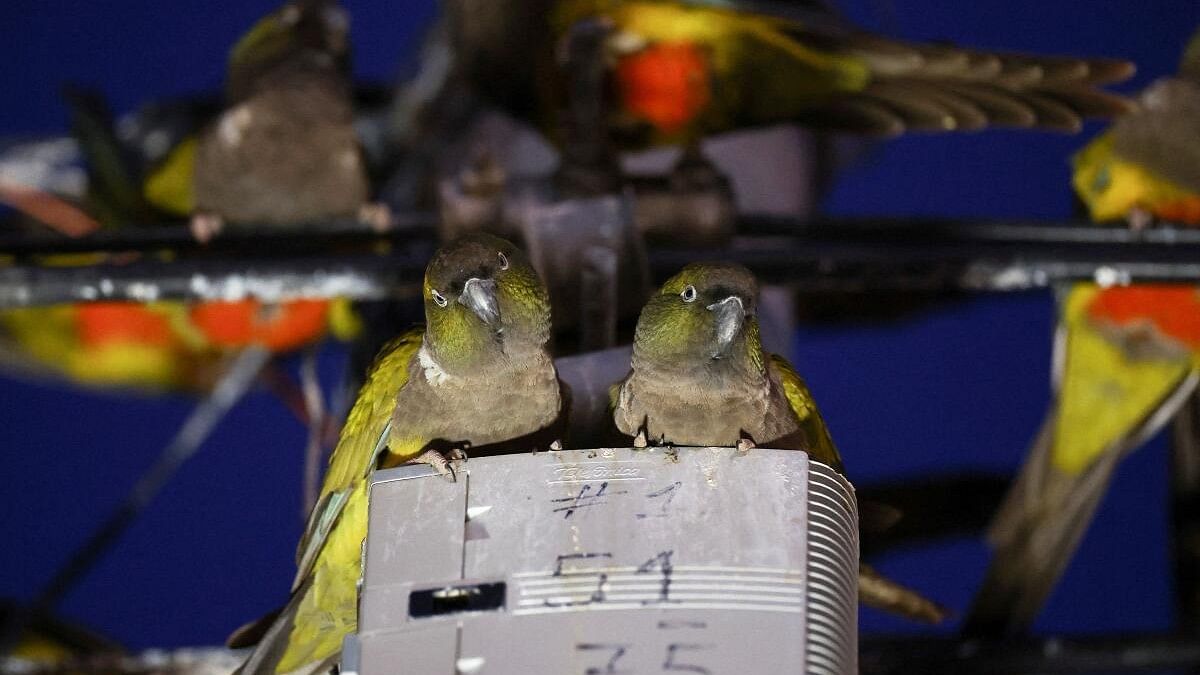 <div class="paragraphs"><p>Parrots stand on an switch box and cables in the town of Hilario Ascasubi.</p></div>