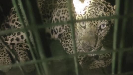 <div class="paragraphs"><p>A leopard after he was caught by forest officials, at Gogunda, in Udaipur district, Rajasthan, Sunday.&nbsp;</p></div>