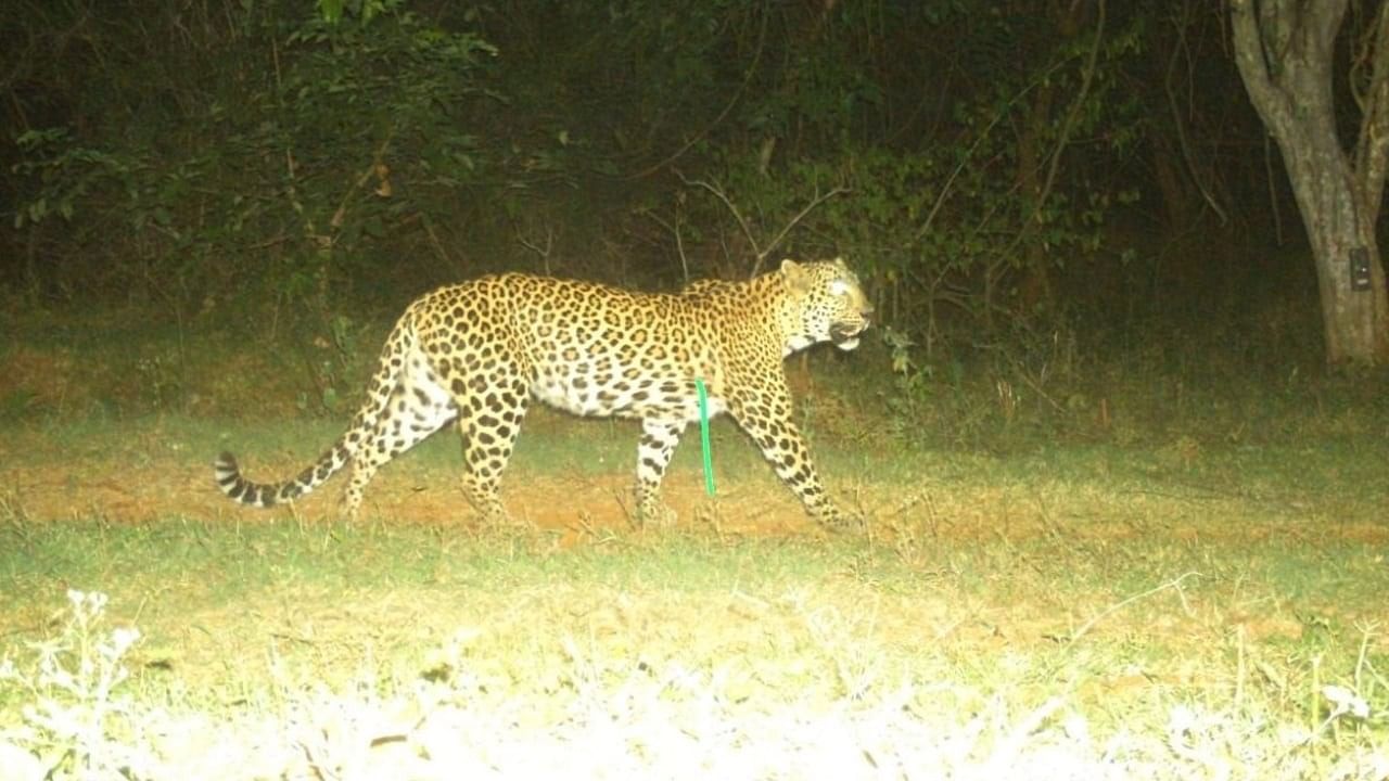 <div class="paragraphs"><p>Representative image of a leopard</p></div>