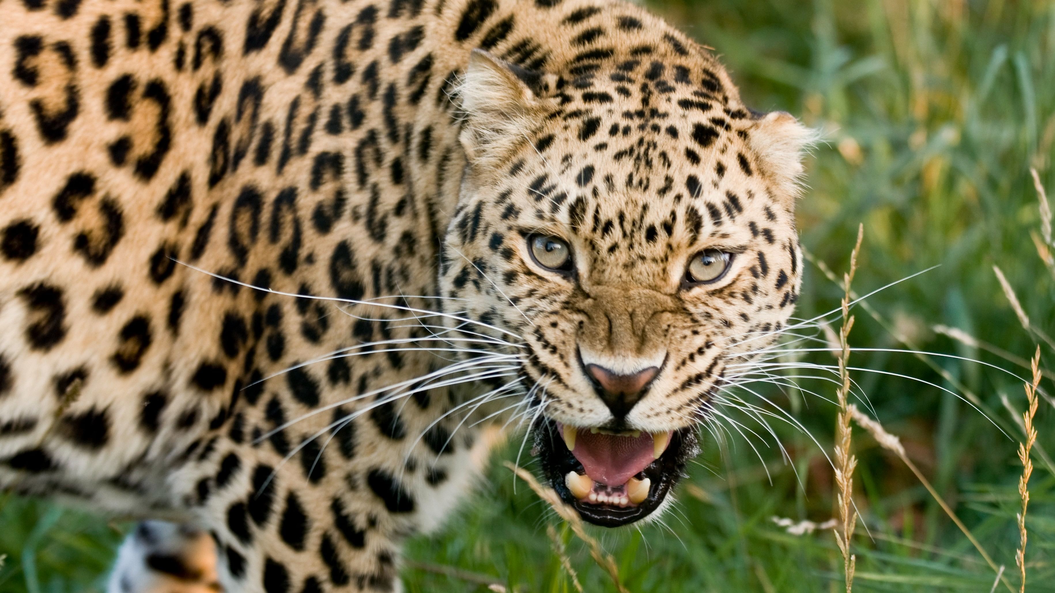 <div class="paragraphs"><p>Image showing a leopard. (For representational purposes)</p></div>