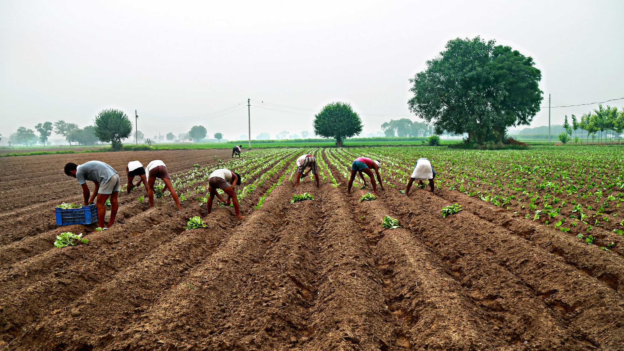 <div class="paragraphs"><p>Image showing farmers in India. For representational purposes.</p></div>