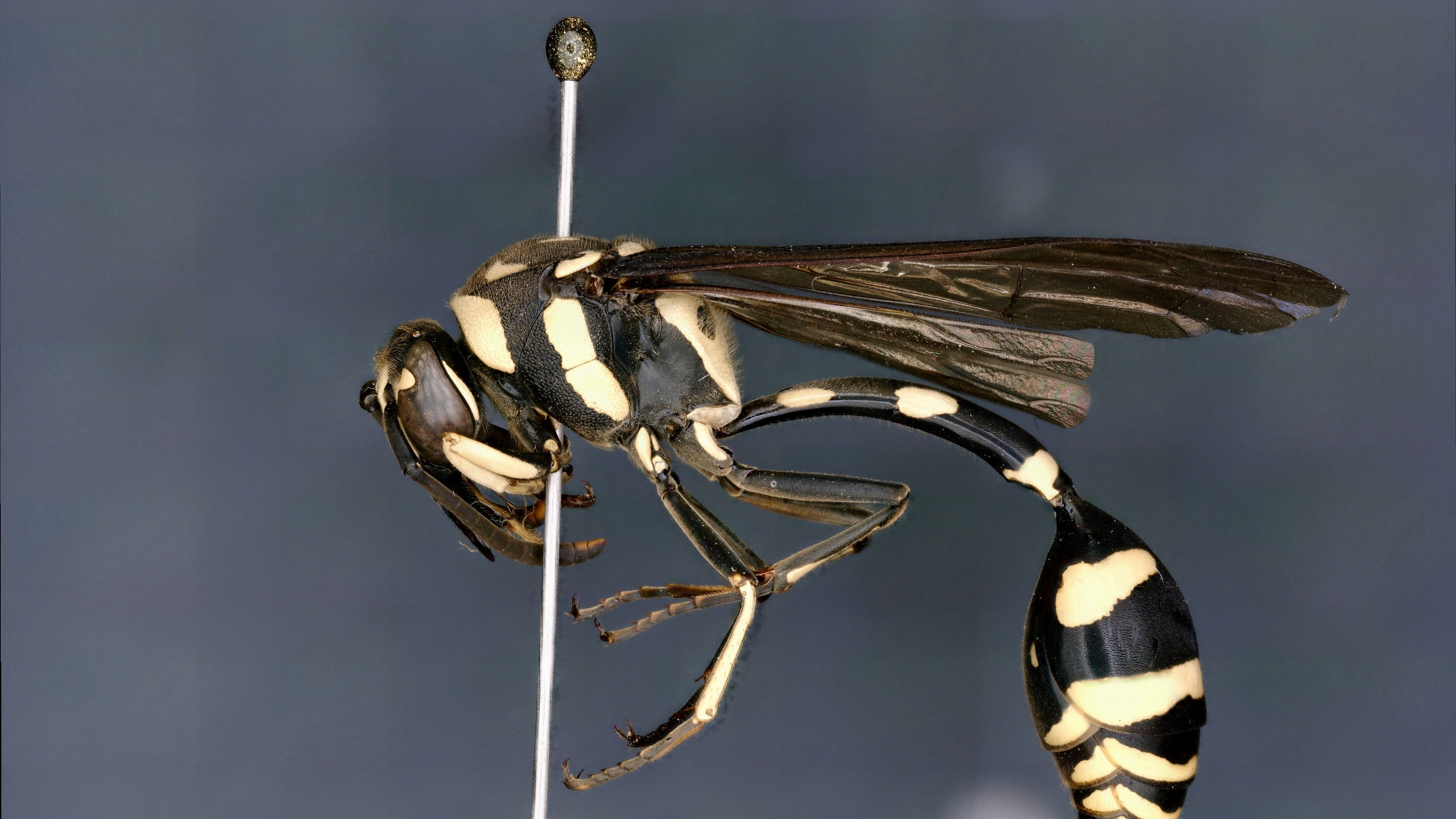 <div class="paragraphs"><p>The new potter wasp species, Pseumenes siangensis.</p></div>