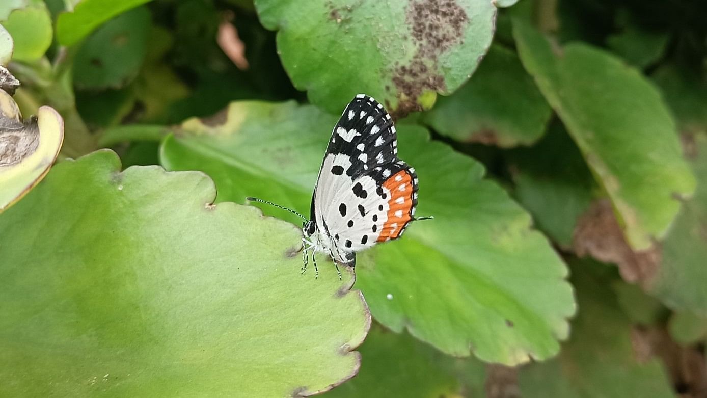 <div class="paragraphs"><p>Red Pierrot butterfly. </p></div>