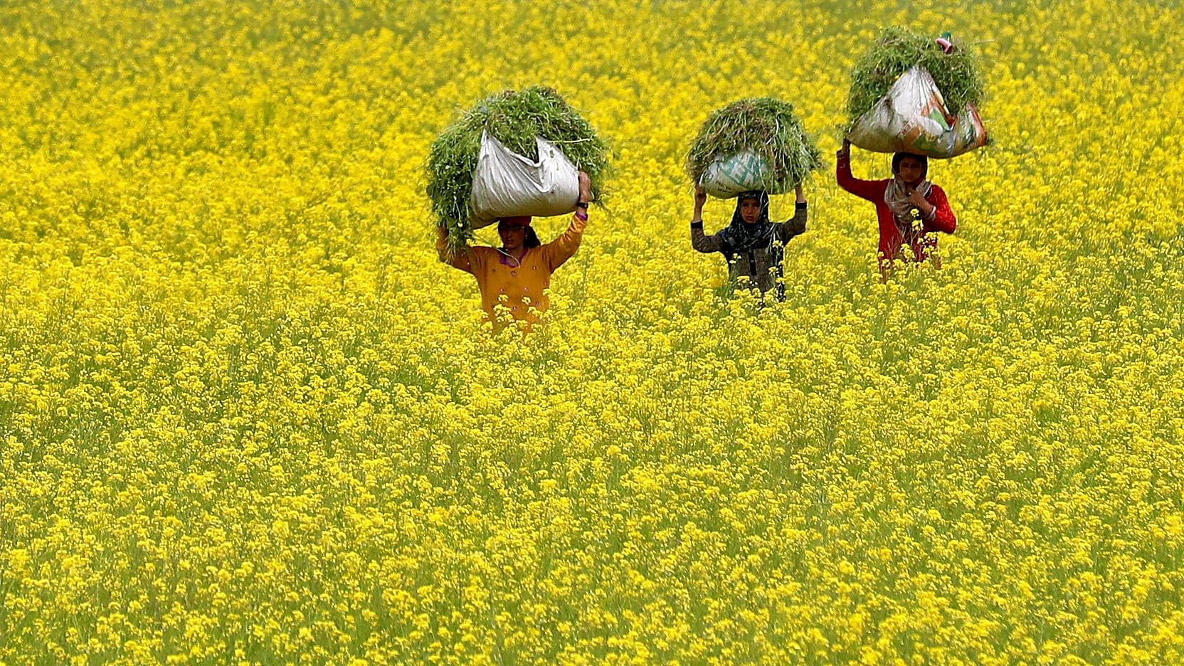 <div class="paragraphs"><p>Debates have erupted regarding the release of genetically modified crops, including mustard. In pic, women walk through a mustard field on the outskirts of Srinagar. </p></div>