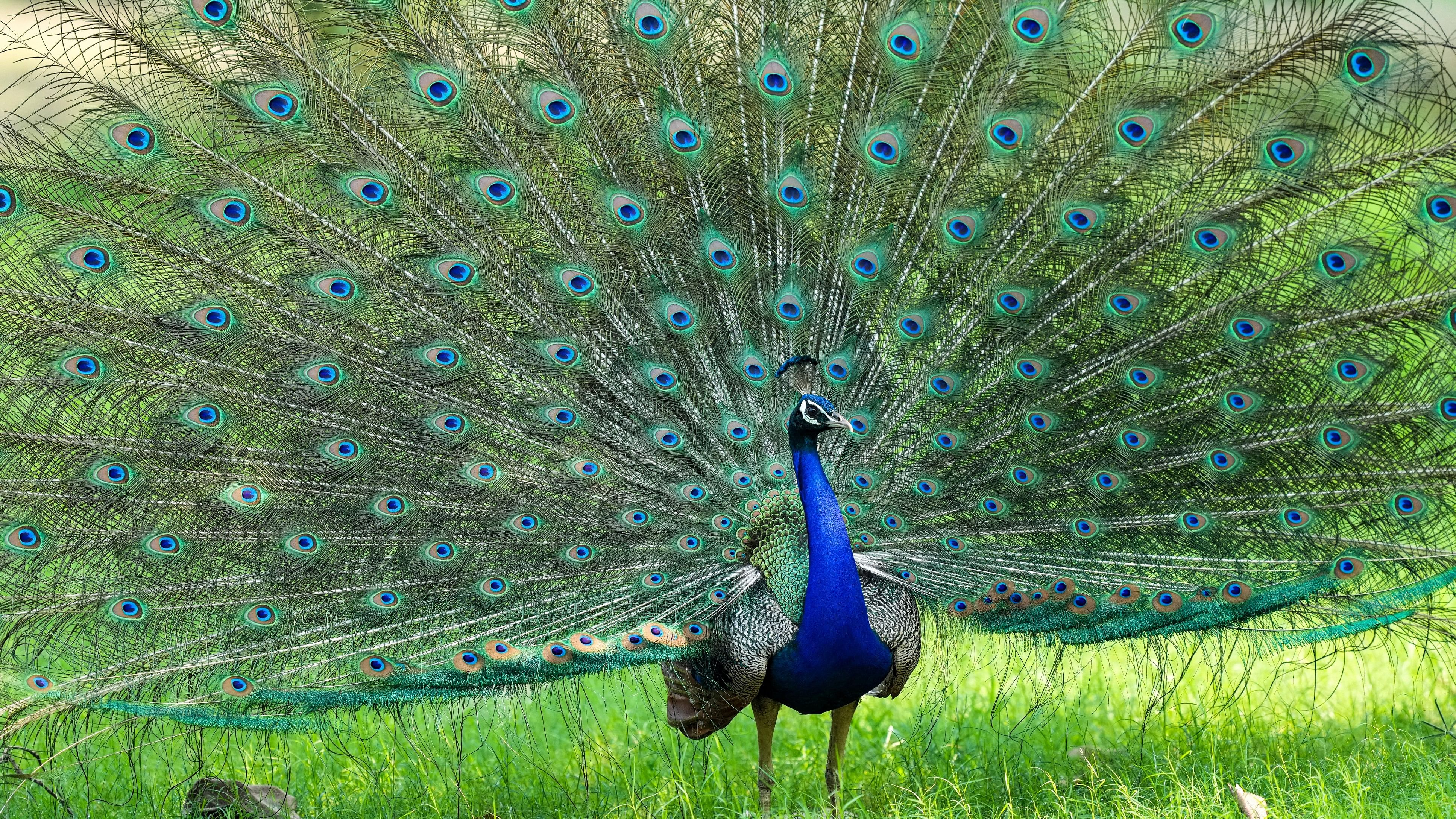 <div class="paragraphs"><p>Representative image showing a peacock.</p></div>