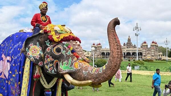 <div class="paragraphs"><p>Mysuru Dasara elephant.&nbsp;</p></div>