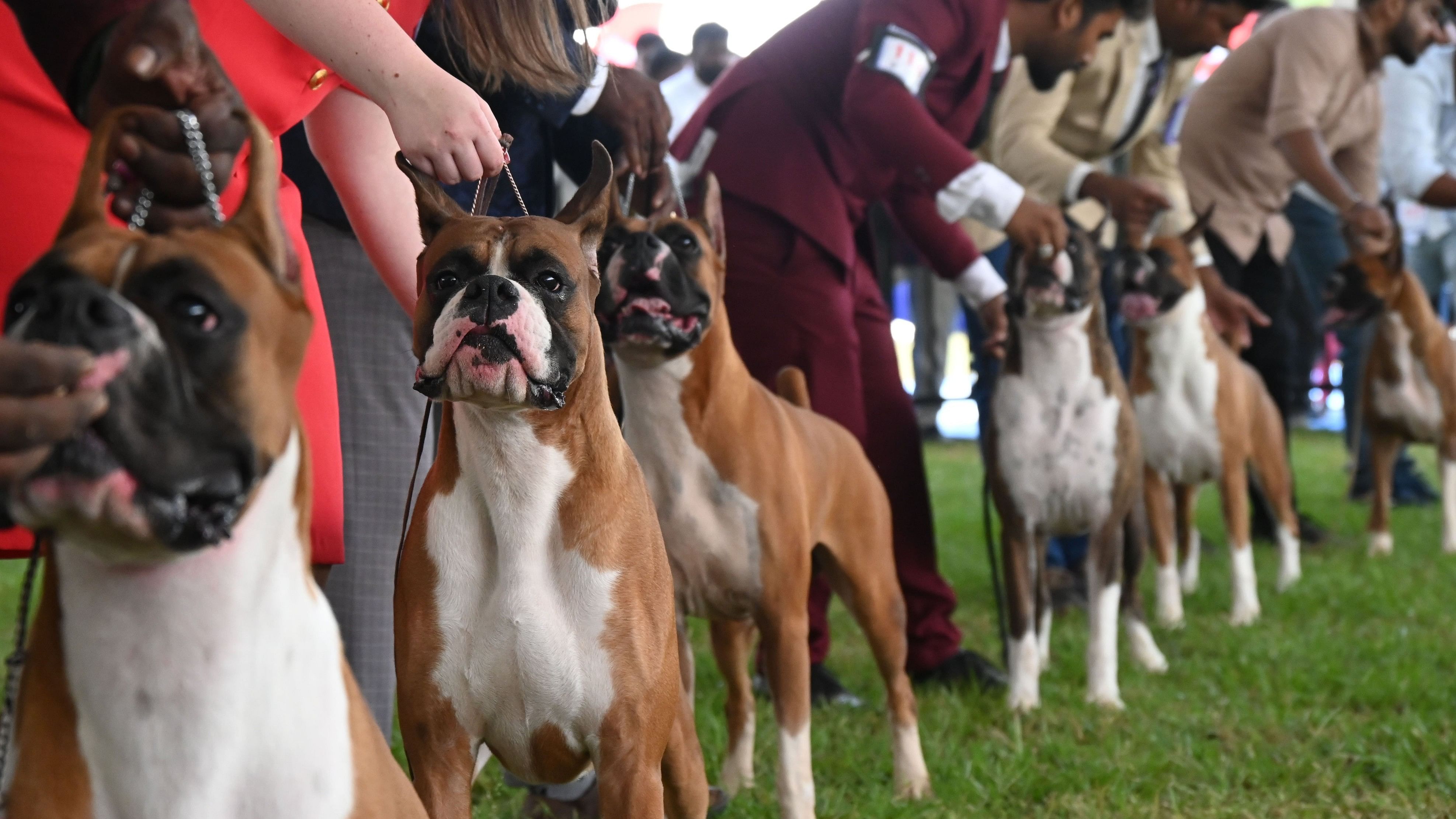 <div class="paragraphs"><p>Boxer dogs captivate audiences at the Crown Classic Dog Show. (Right) Shih Tzu enthusiasts gather to celebrate their favourite breed at the same event.&nbsp;</p></div>