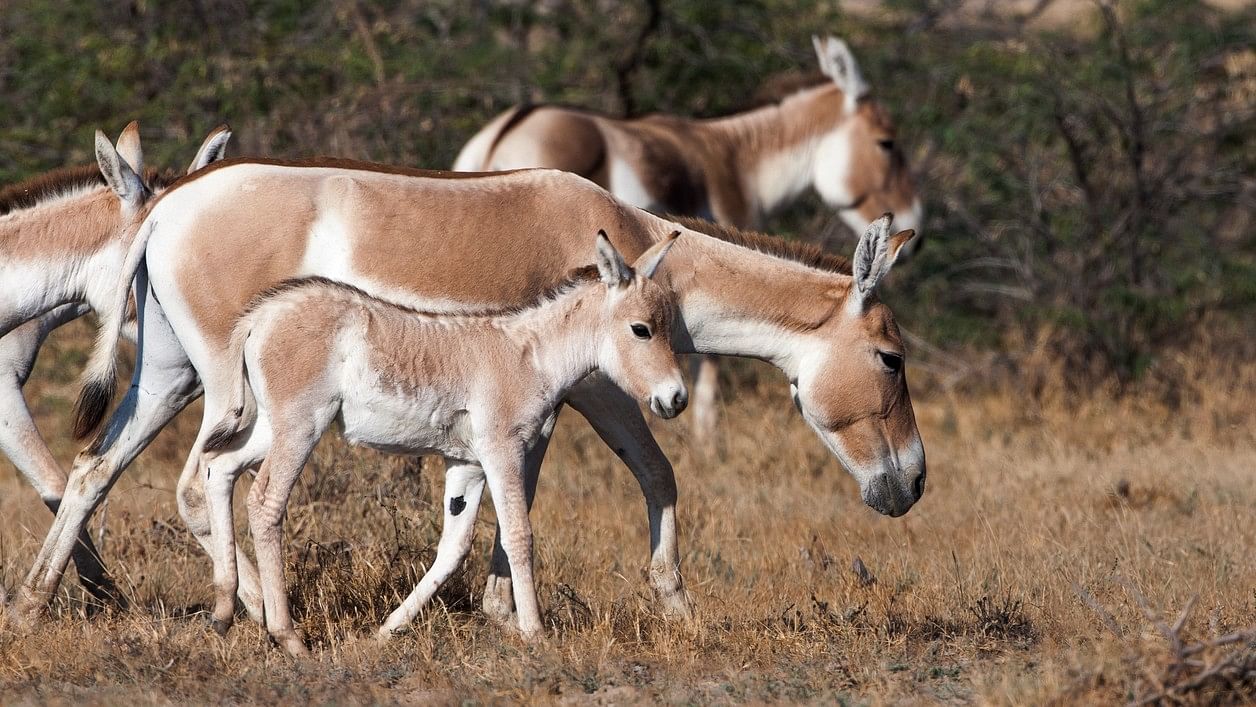 <div class="paragraphs"><p>Representative image of Indian wild ass</p></div>