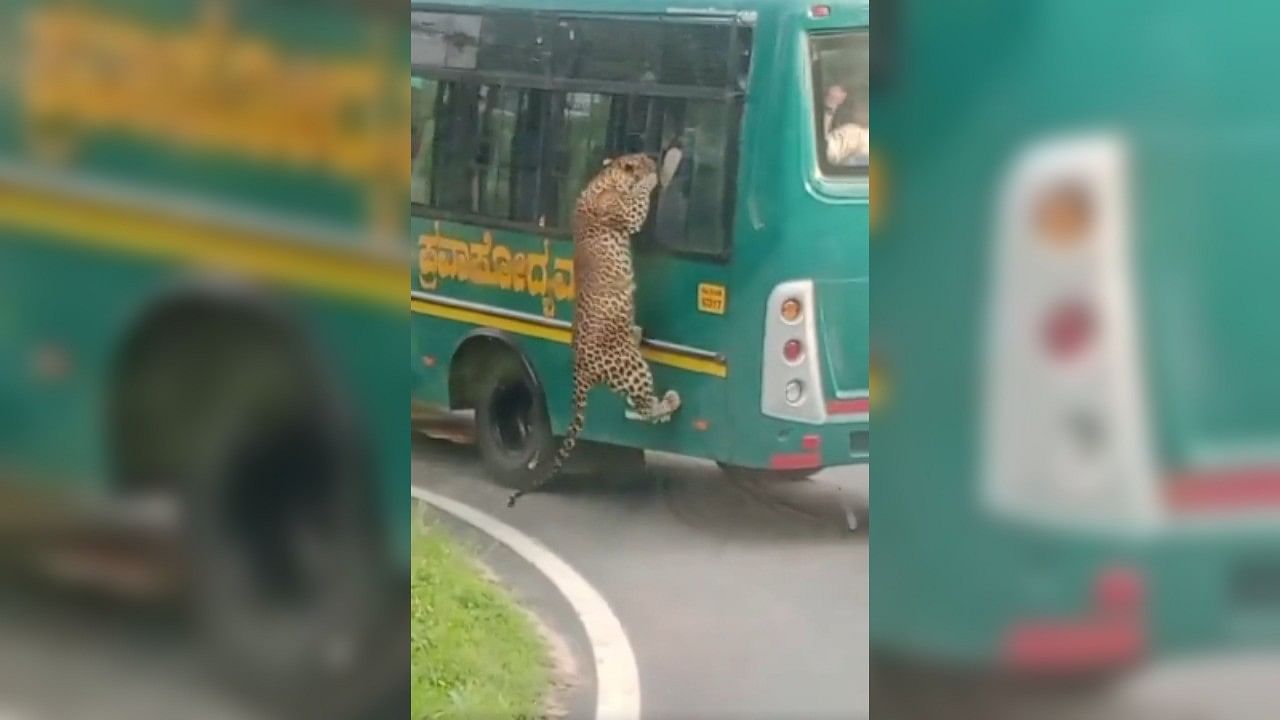 <div class="paragraphs"><p>A screengrab of leopard trying to&nbsp;trying to climb up the bus</p></div>