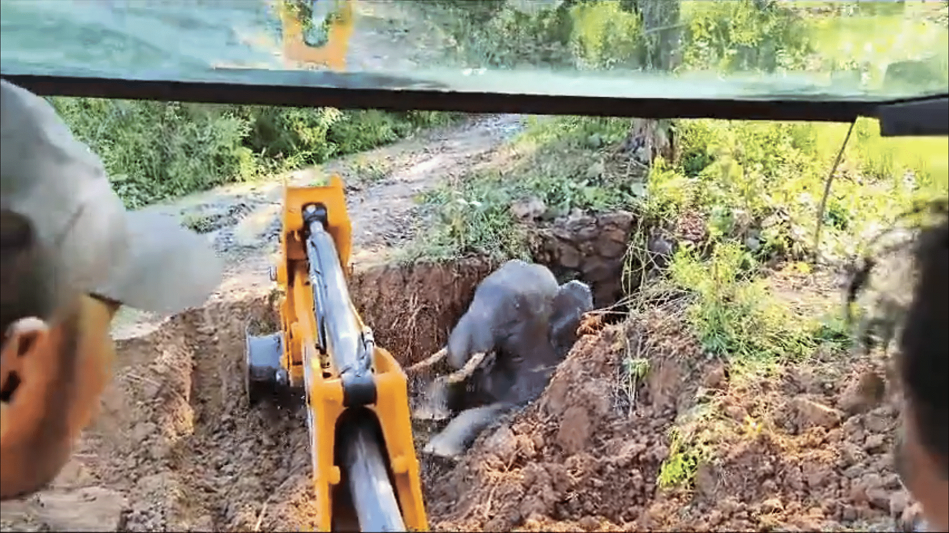 <div class="paragraphs"><p>A screengrab of wild tusker being rescued.</p></div>