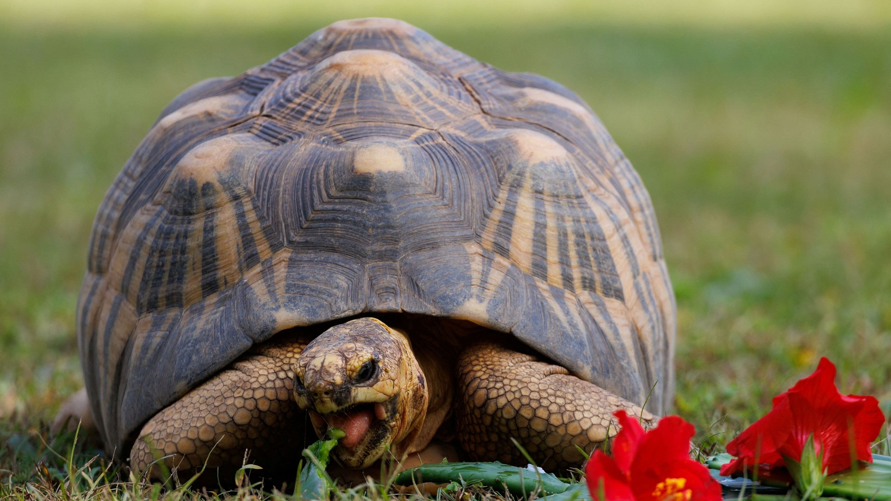 <div class="paragraphs"><p>A critically endangered radiated tortoise, who was confiscated in 1998 and named Ninja, is shown eating at the Los Angeles zoo as the U.S. Fish and Wildlife Service and the Association of Zoos and Aquariums announce the launch of the Wildlife Confiscations Network in southern California in Los Angeles, California, U.S.</p></div>