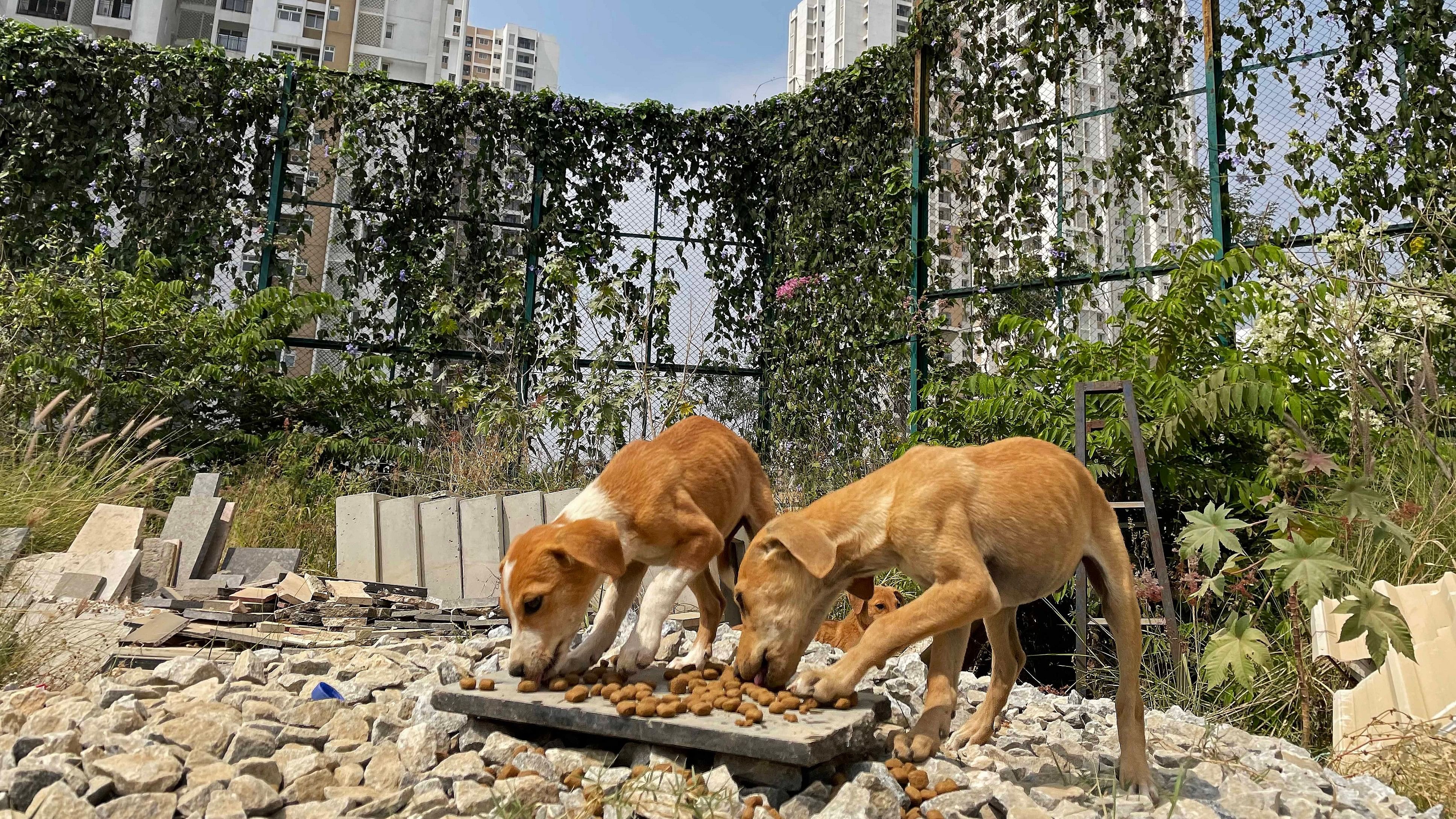 <div class="paragraphs"><p>Representational Image:&nbsp;While every visitor is frisked at the entrance of the Bombay House, one should not be surprised to see a street dog stroll in nonchalantly.</p><p></p><p>In the Picture: Stray dogs entering Prestige Falcon City apartment complex at Konanakunte Cross, Bengaluru.&nbsp;</p></div>