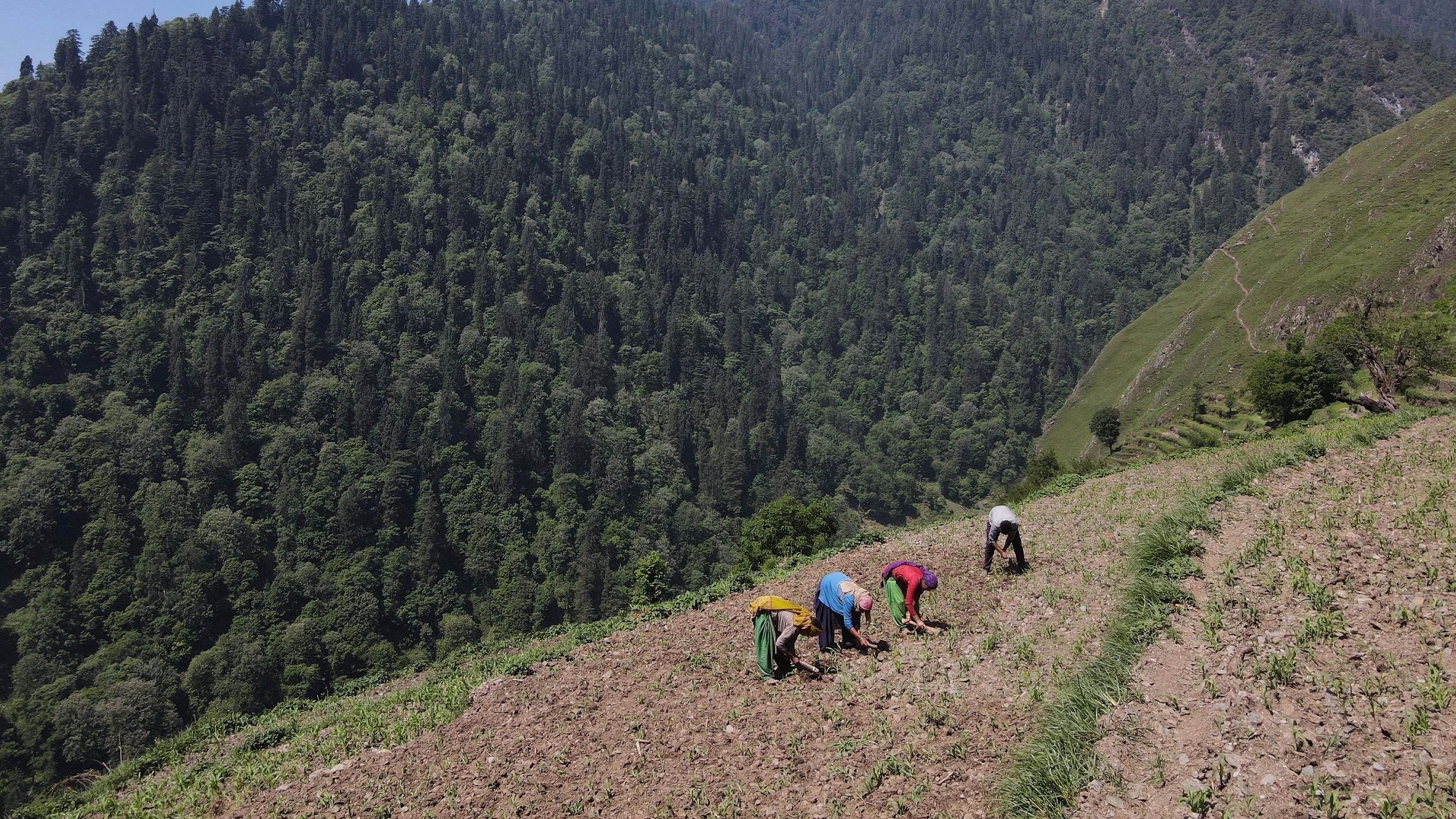 <div class="paragraphs"><p>A drone view shows people farming in Almi, avillage  in the northern state of&nbsp;Himachal Pradesh, India.</p></div>